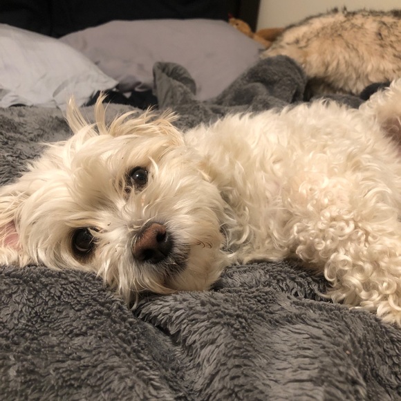 Meet your Posher, Calli - Picture 1 of 1